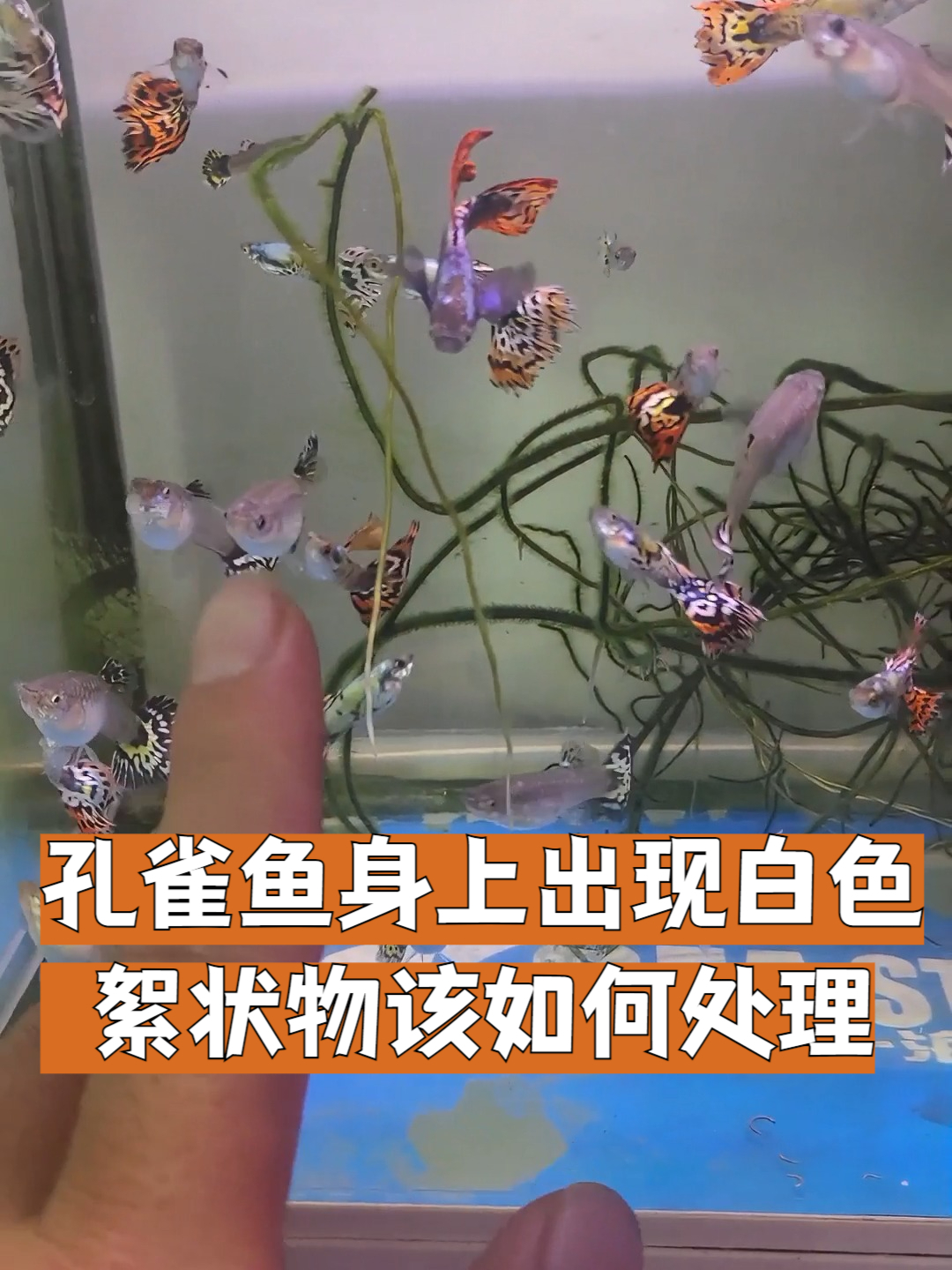 孔雀鱼身上出现白色絮状物该如何处理