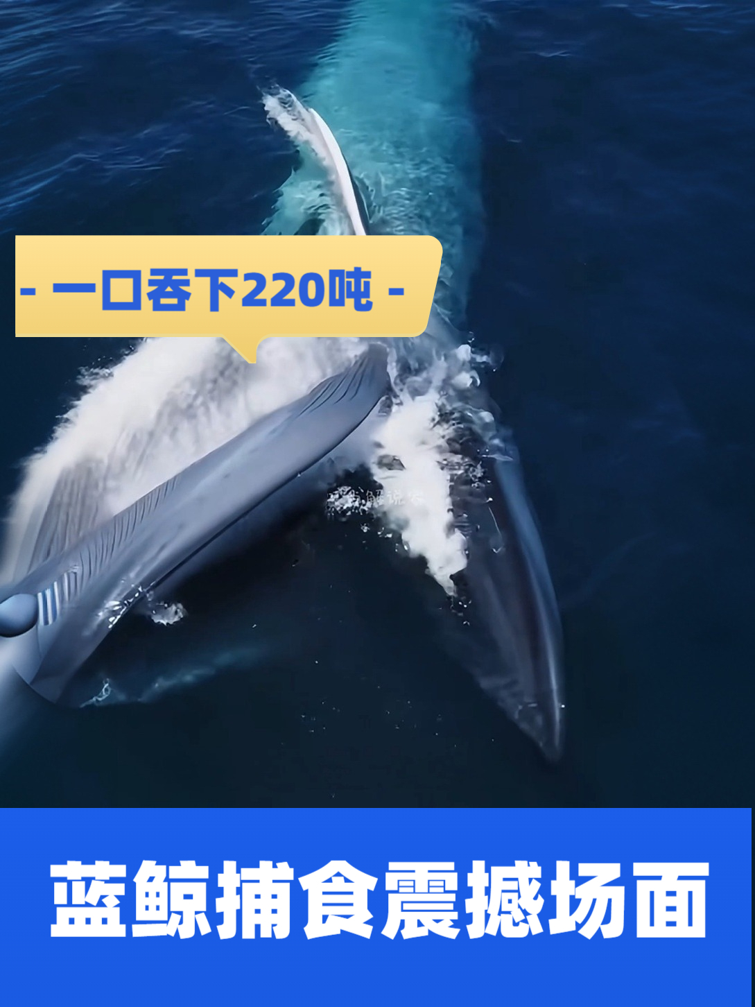 蓝鲸的捕食方式非常高效,它能吞下220吨的海水和食物!