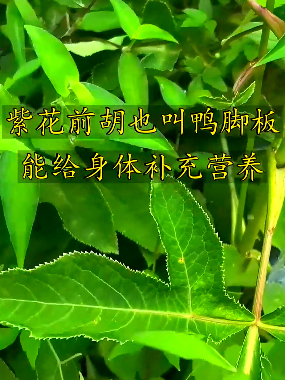 紫花前胡真不错,伞形科里的好宝贝,滋养身体还有妙处