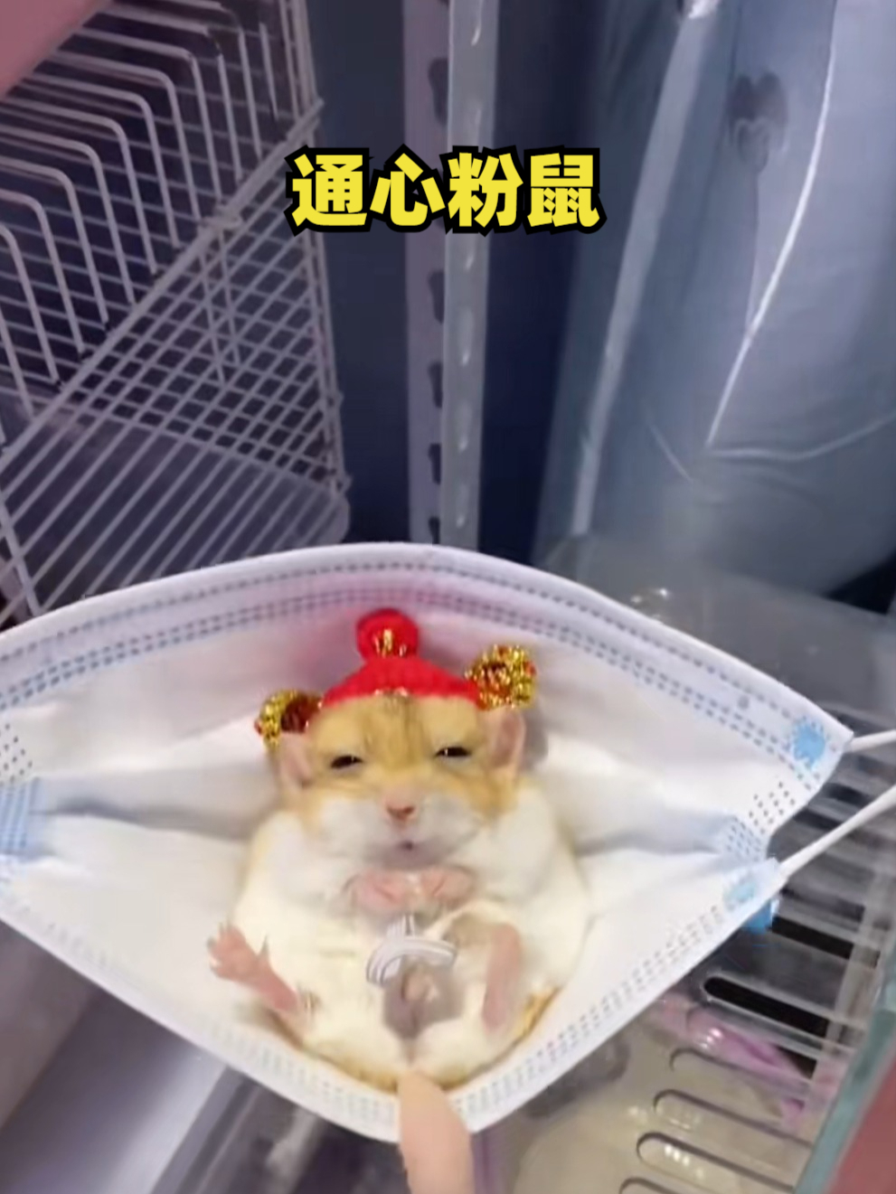通心粉鼠