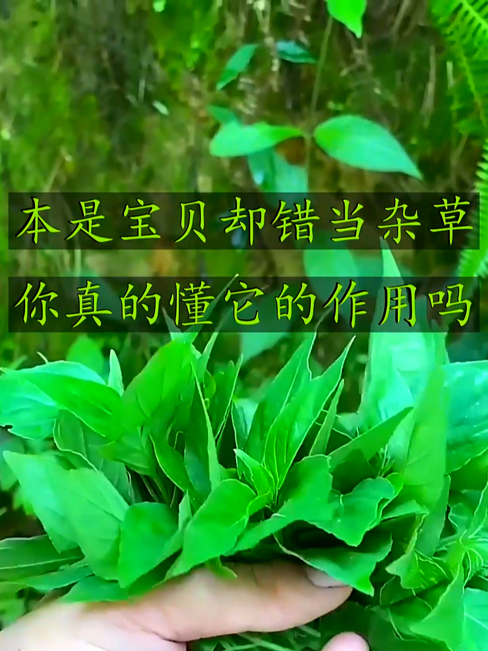 农村常见的狗肝菜,能清热解渴又利湿,它这些价值你知道吗?