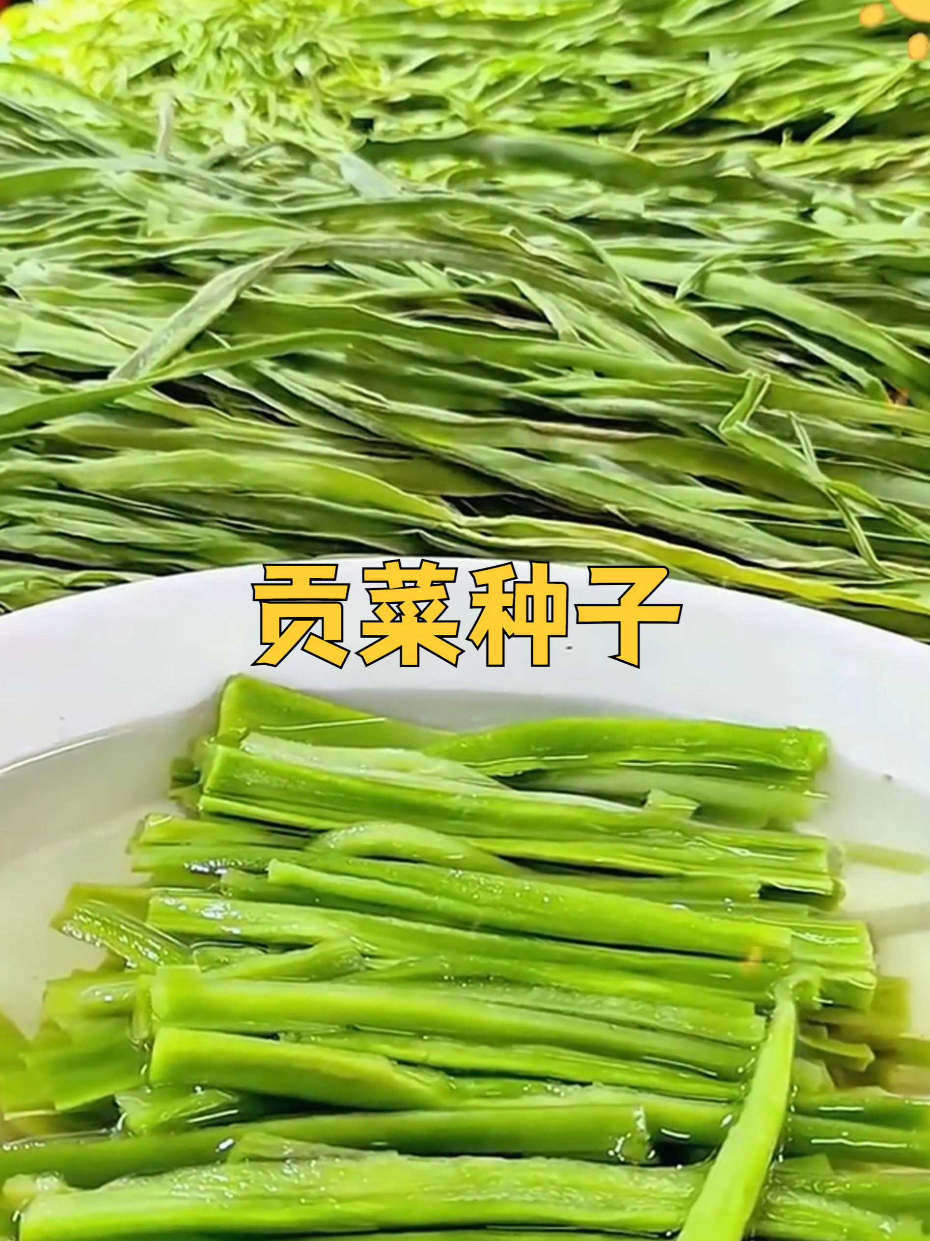 贡菜种子这样种，发芽率高、长势旺，种一次吃一季