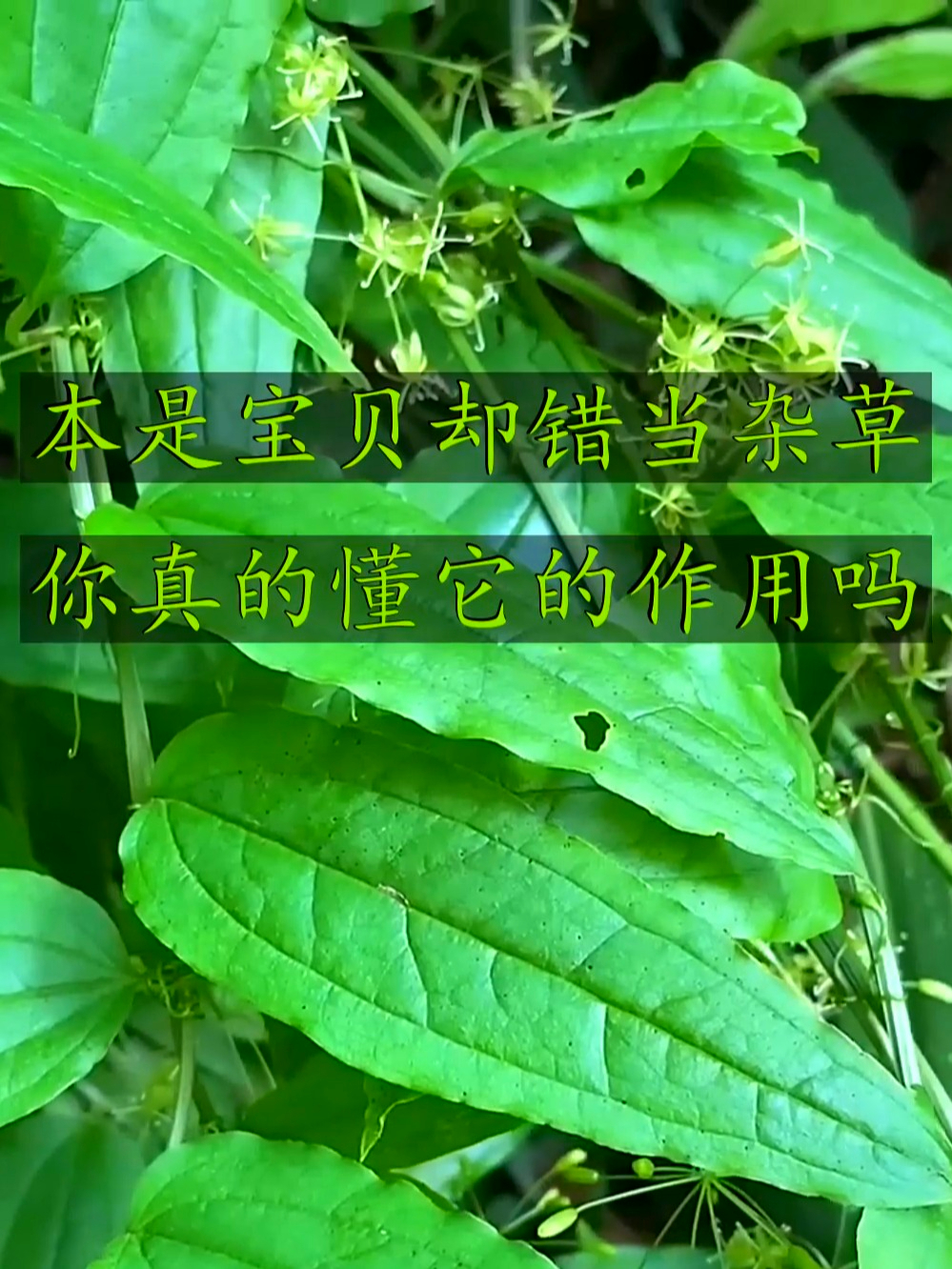 牛尾菜真不错,煲汤鲜美超有营养,日常吃一吃身体更舒坦