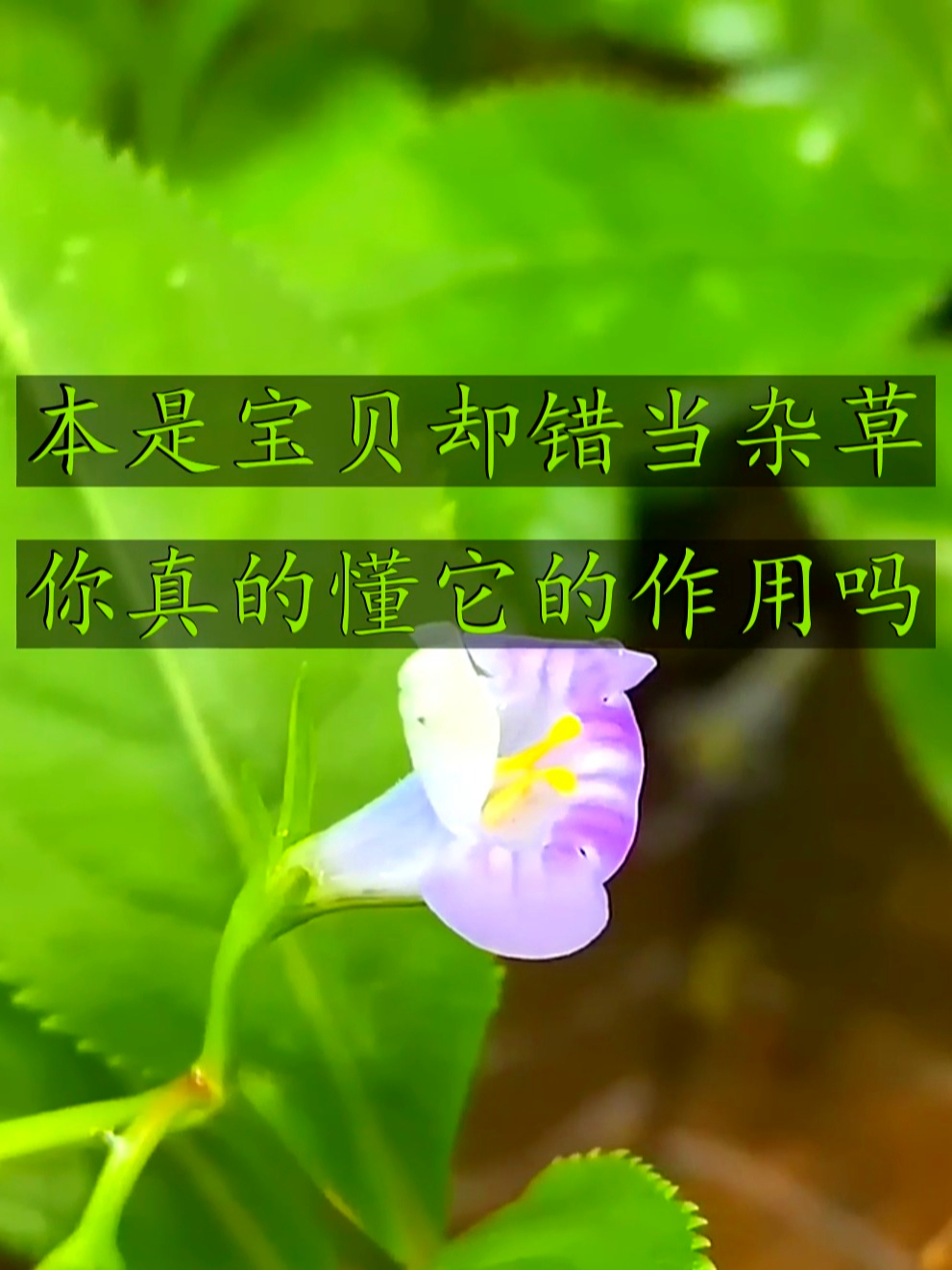 旱田草也叫鸭嘴癀,是旱地好帮手,养土护田还添绿意超实用