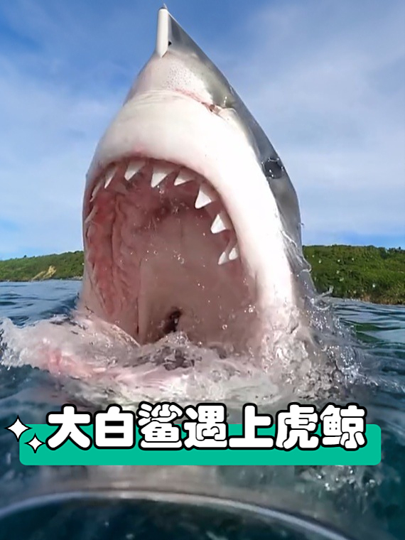 虎鲸智力震撼大白鲨,鲨鱼如何在它面前无力反抗?