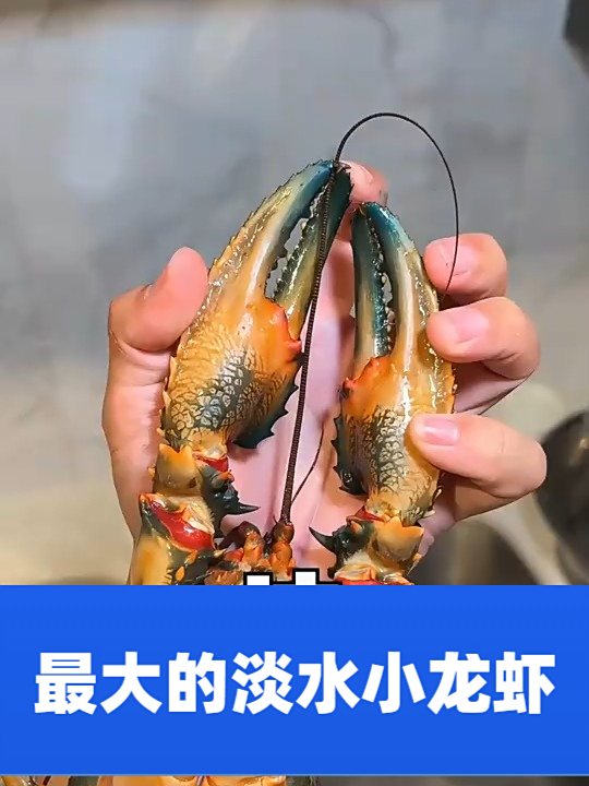 据说，这是世界上最大的淡水小龙虾