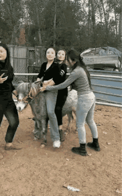 周五福利囧圖云飛系列 美女穿了泳裝為何還穿黑絲