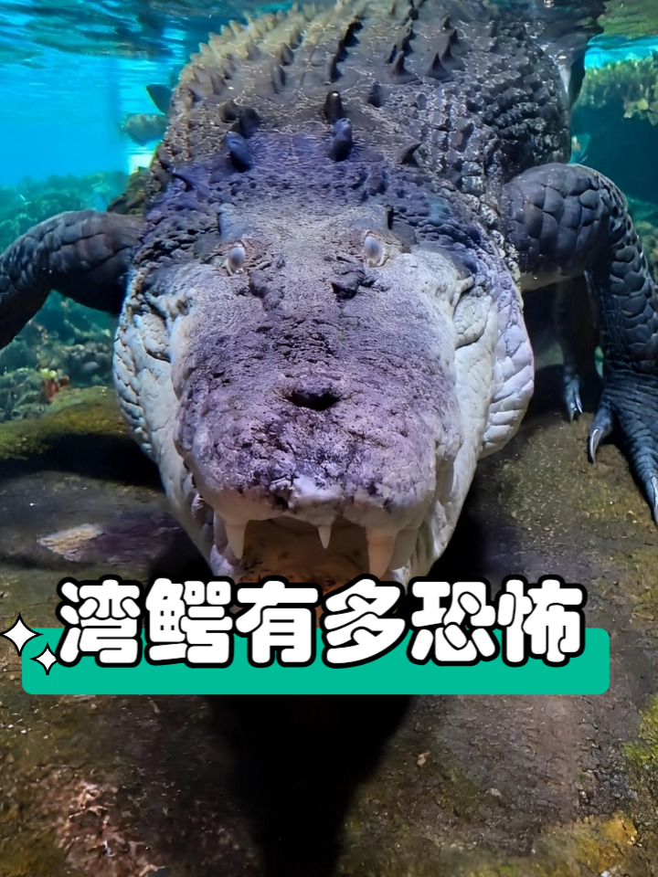 咬合力惊人的鳄鱼，湾鳄有多凶猛，吃人最多鳄鱼到底有多恐怖