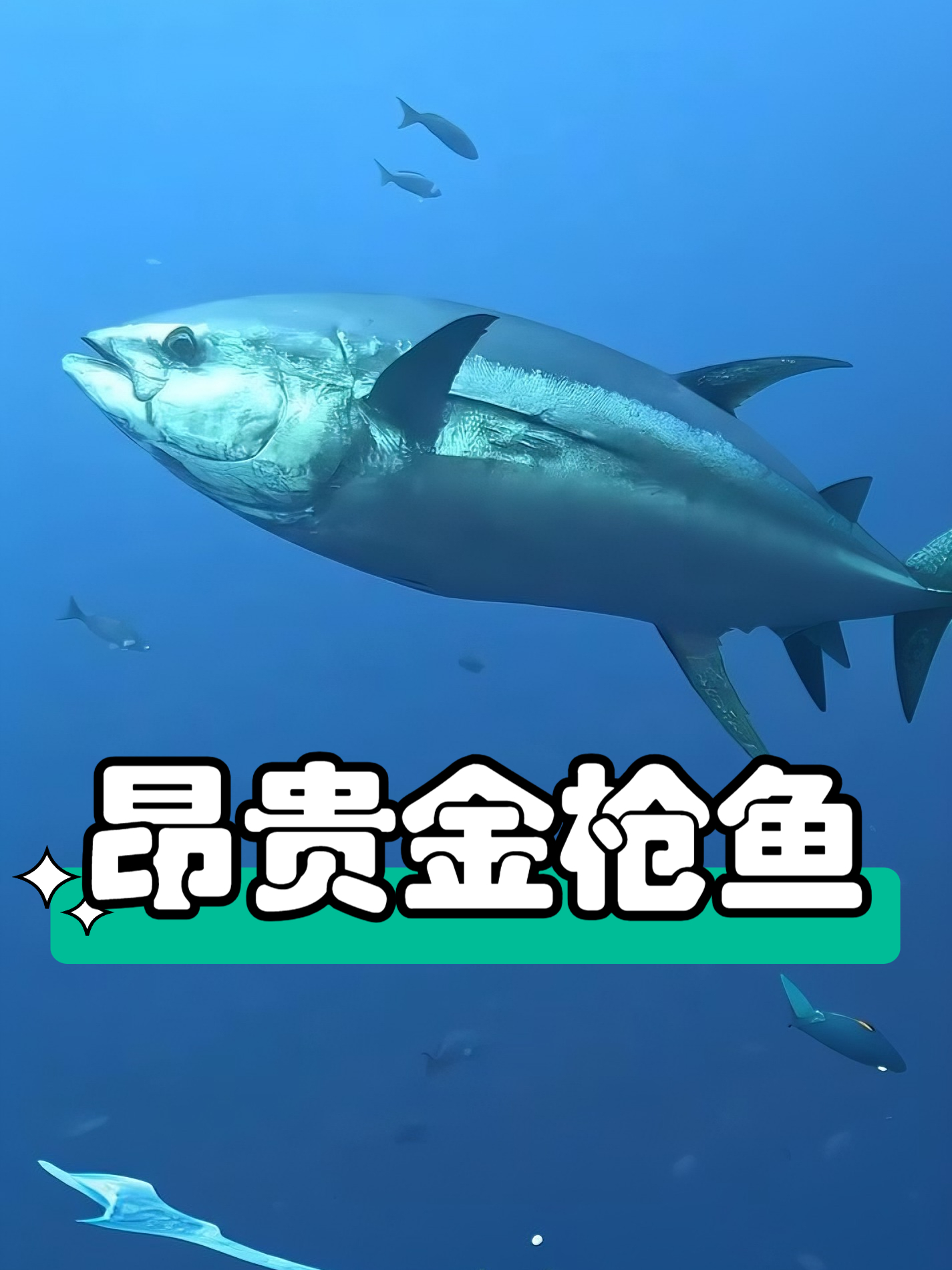 金枪鱼眼睛居然能放大字体 视力是人类的20倍 难怪它这么难抓!