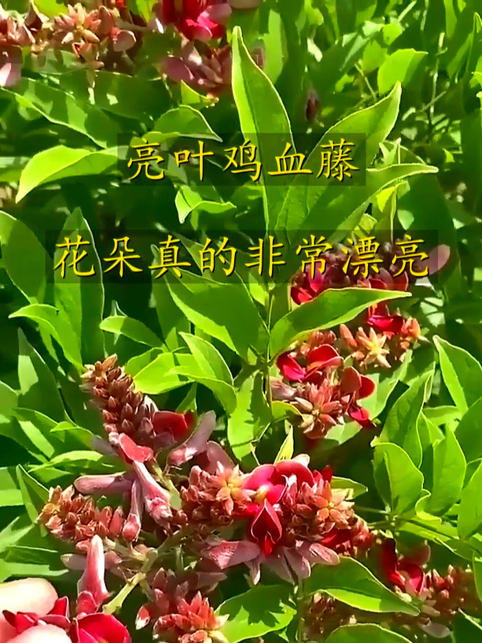 九层风别名鸡血藤,通络活血助循环,身体畅快超有劲