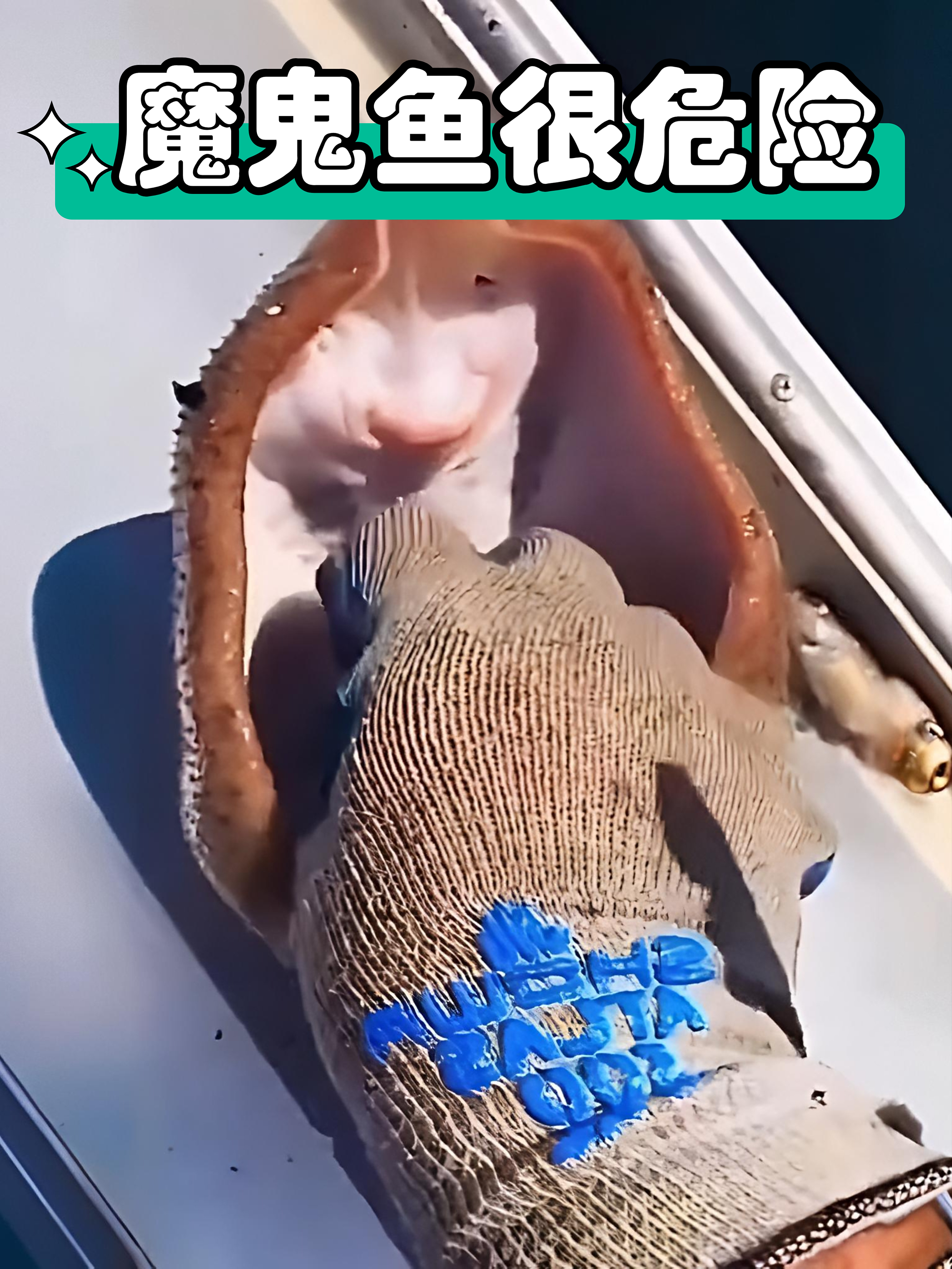 别用手摸魔鬼鱼，看似温顺却暗藏杀机，它尾刺带毒命悬一线！