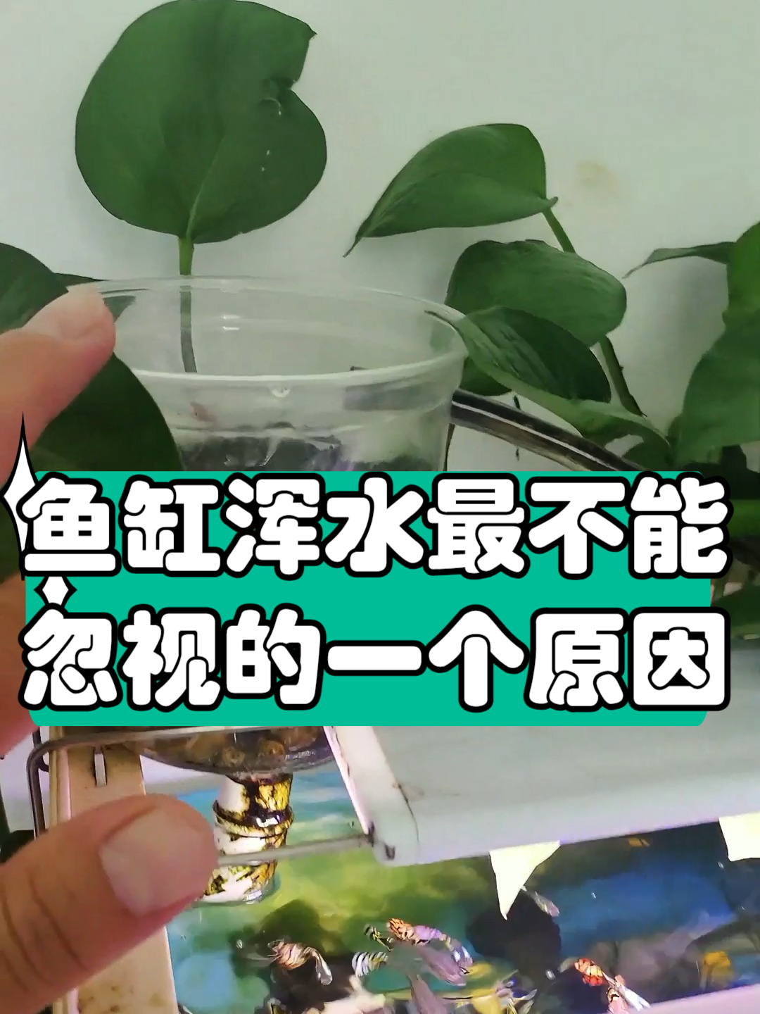 鱼缸浑水最不能忽视的一个原因