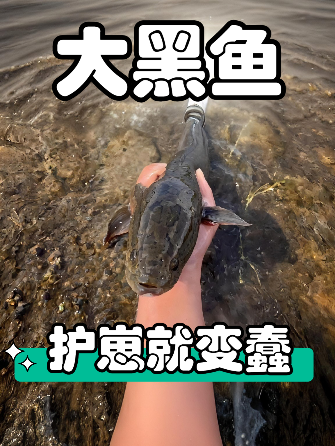 水里最聪明的黑鱼，为什么一到带娃就会突然变得愚蠢送命！