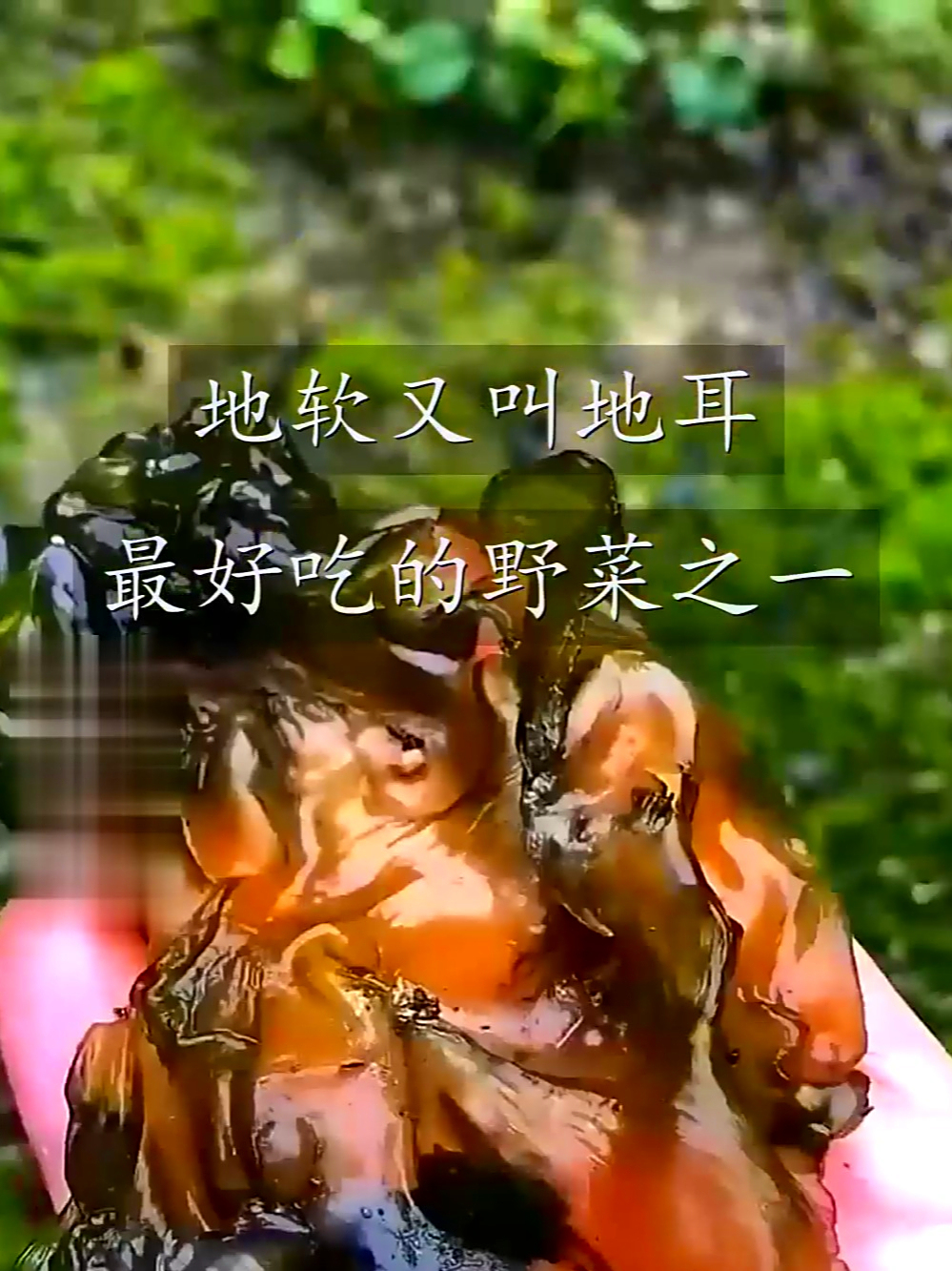 地软也叫地耳,美味又营养的宝藏野菜,吃过的都说好