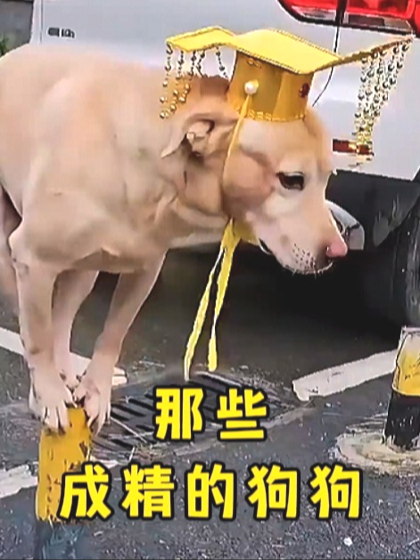 搞笑视频:让狗子去读书吧,我来守家,盘点16个成精的狗狗