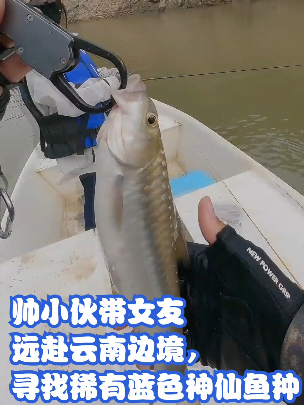 帅小伙带女友远赴云南边境，寻找稀有蓝色神仙鱼种