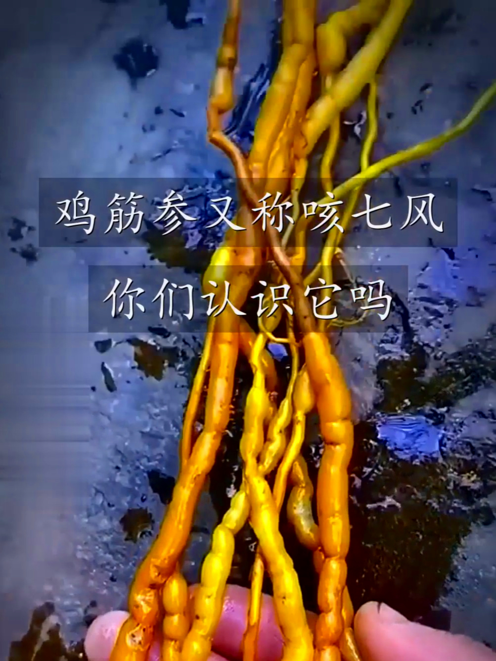 鸡筋参又称黄鸡胖咳七风，能补身体还养元气，你们认识它吗