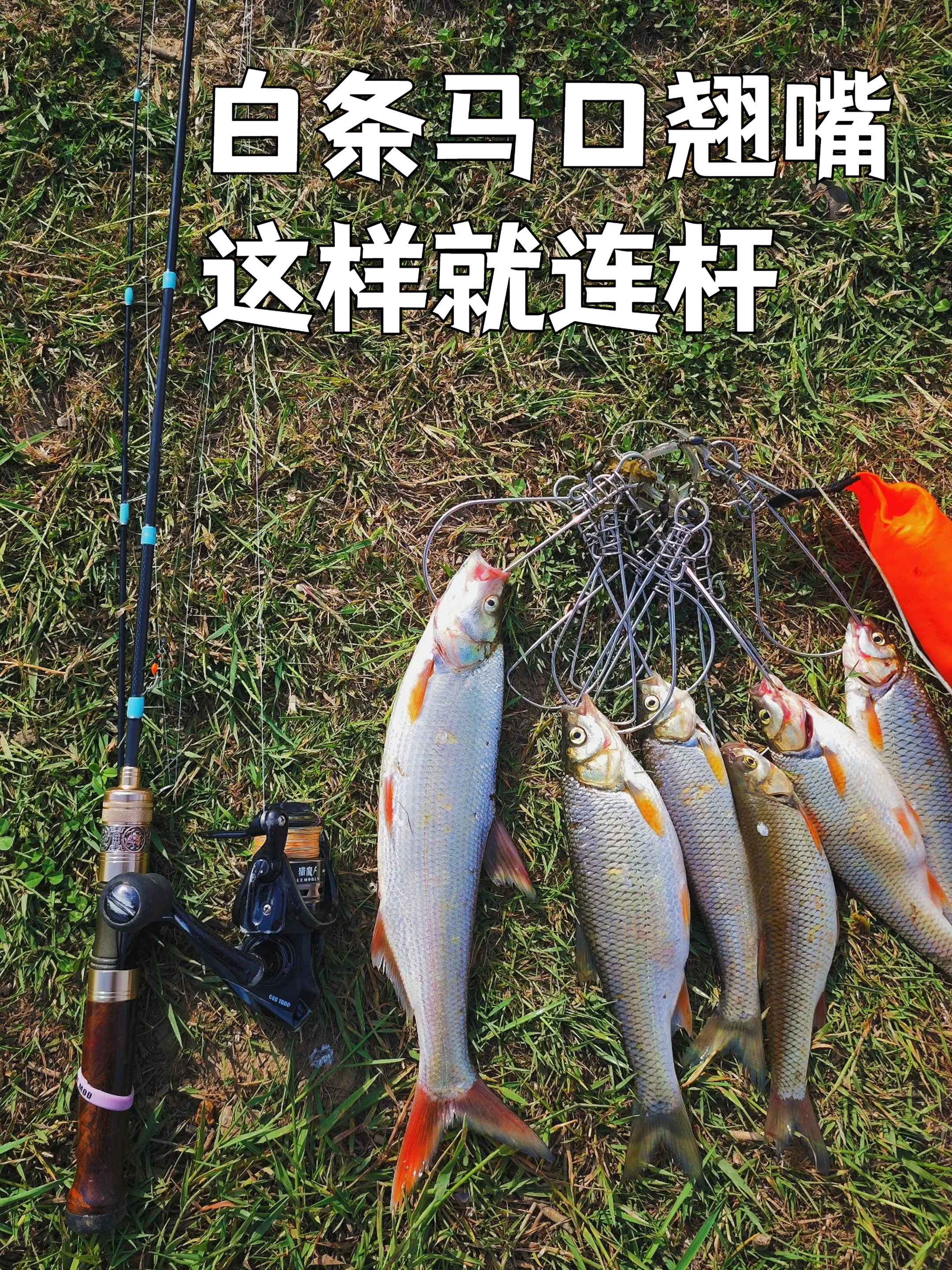 白条马口翘嘴教你一招,这样钓轻松连杆爆护!