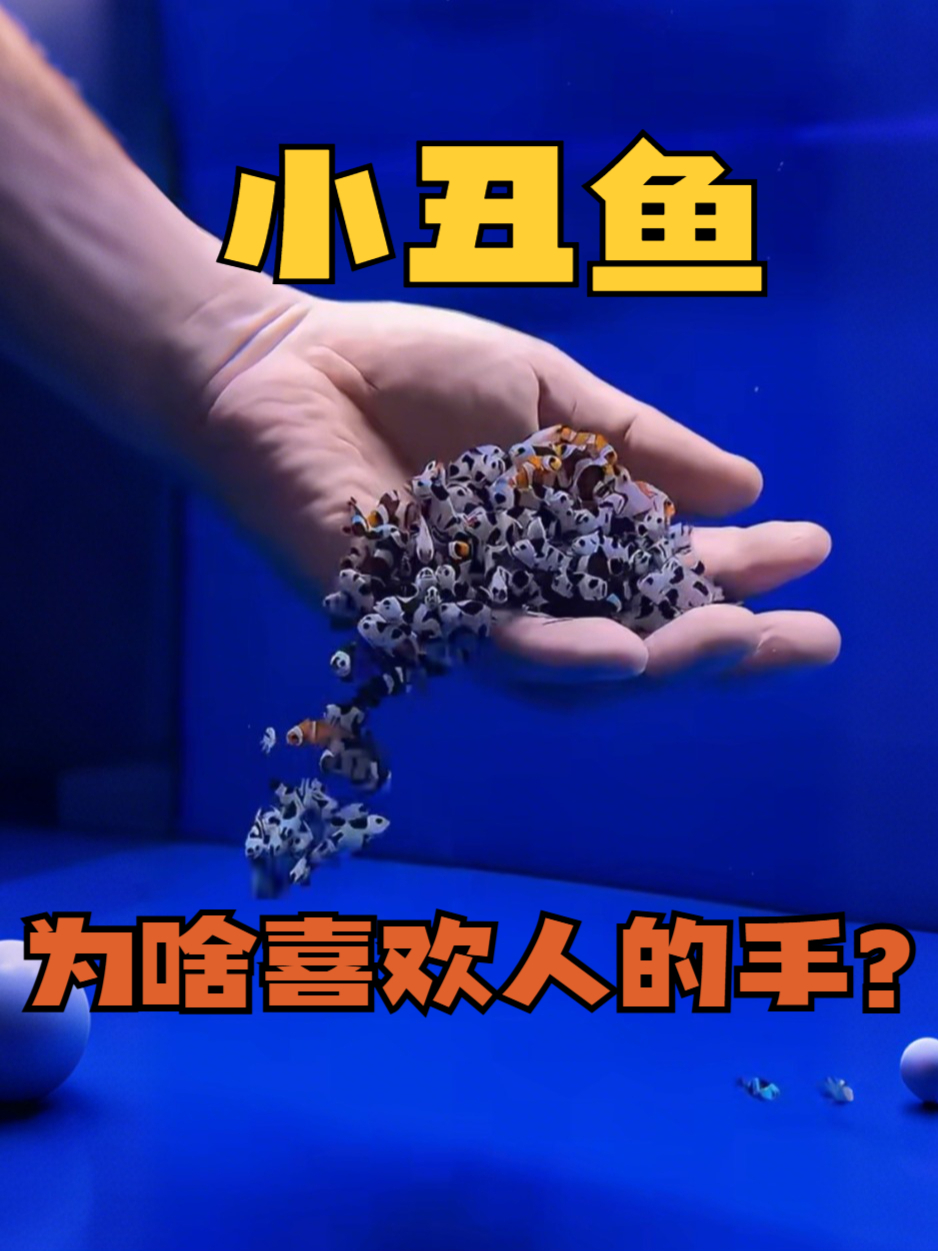 为什么小丑鱼会主动贴人？其实它把你的手当成了可以依赖的海葵！
