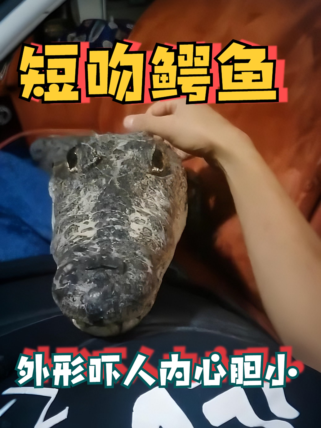 外形吓人,内心胆小?揭秘短吻鳄的真实“鳄”事!