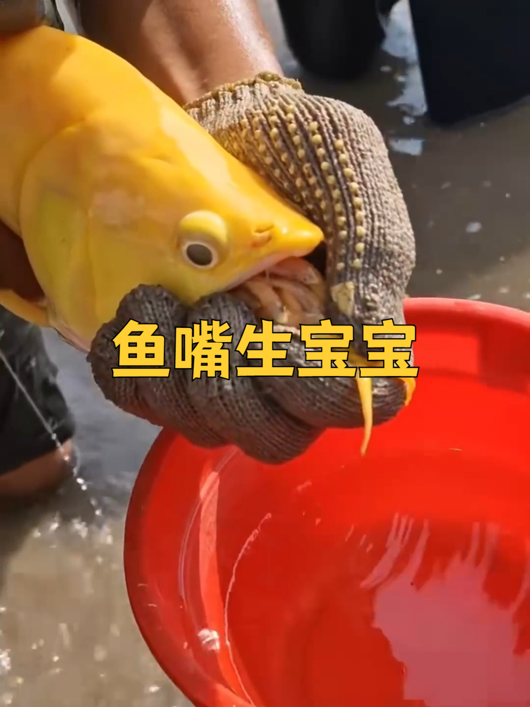 鱼的嘴里有好多小鱼啊