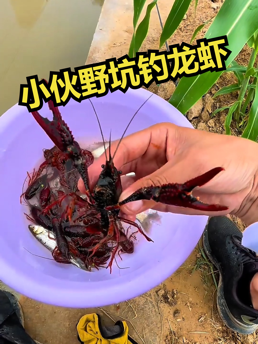 小伙野坑钓龙虾!
