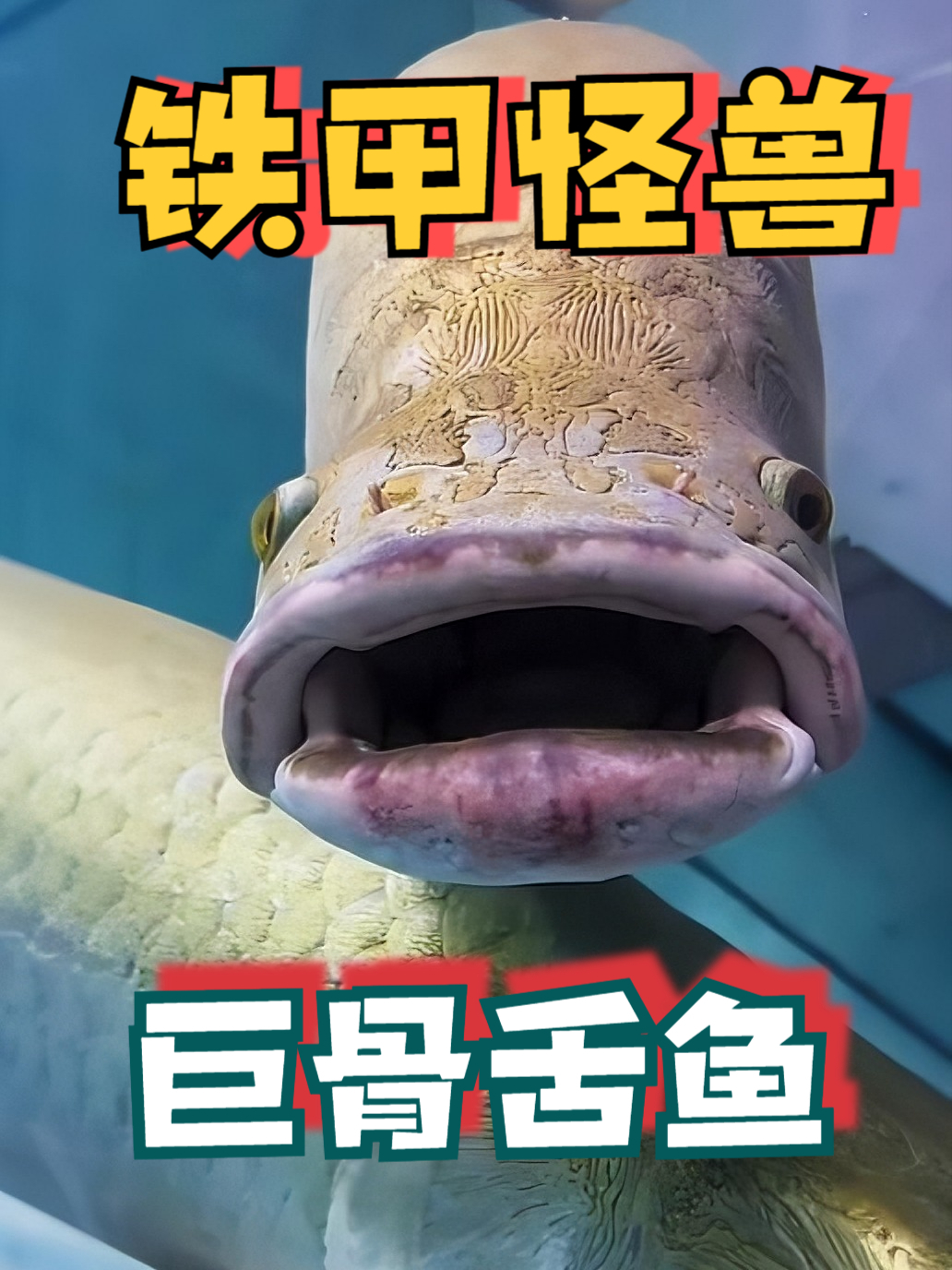 当你靠近巨骨舌鱼时，千万别拿手喂食！这条“铁甲鱼”有多危险？