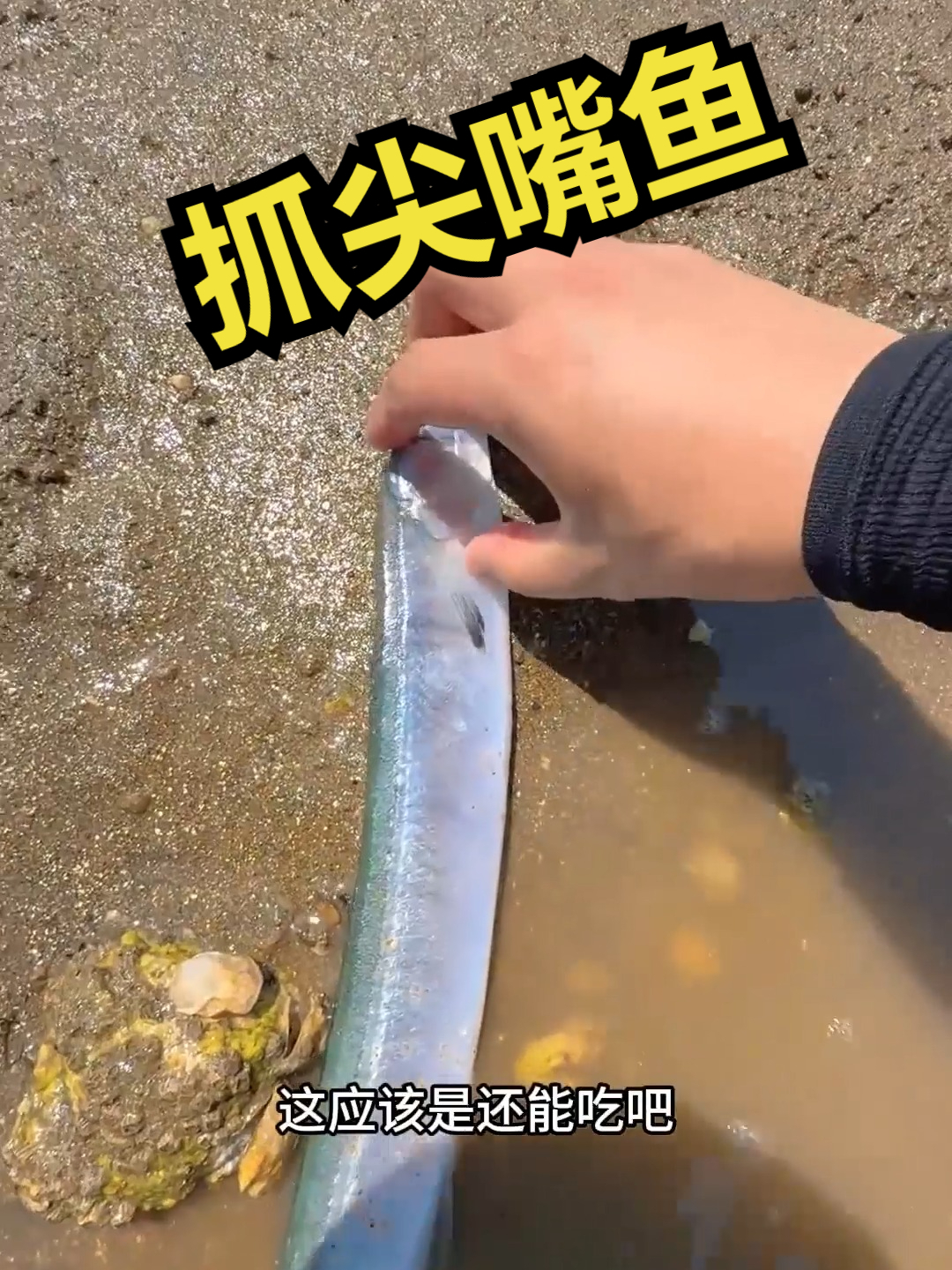 赶海觅食，抓尖嘴鱼