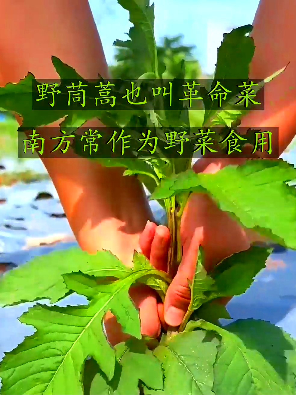 野茼蒿也叫革命菜，鲜嫩好吃又营养，你那里还有这种植物吗？