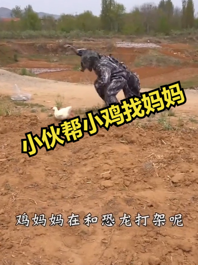 小伙帮小鸡找妈妈!