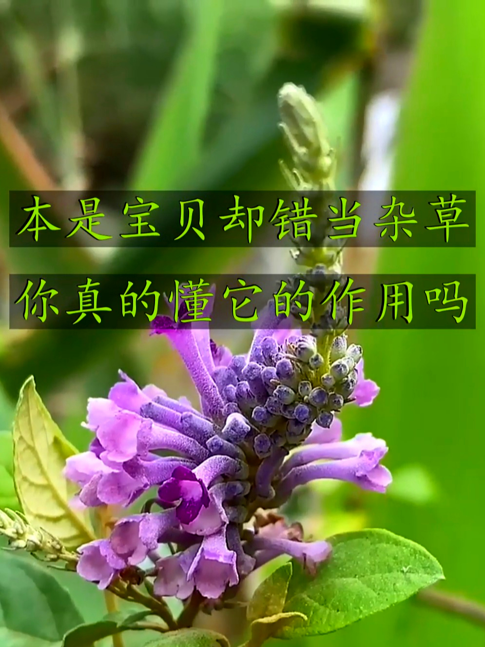 终于找到醉鱼草,颜值高还有妙用,快来瞅瞅认不认识