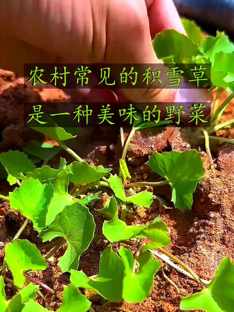 农村常见的积雪草,是一种美味的野菜,你那里也有这种植物吗?