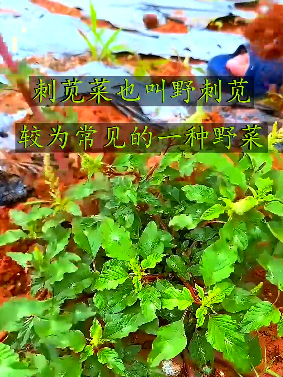 农村常见的刺苋菜也叫野刺苋，好吃又营养，你见过这种野菜吗？