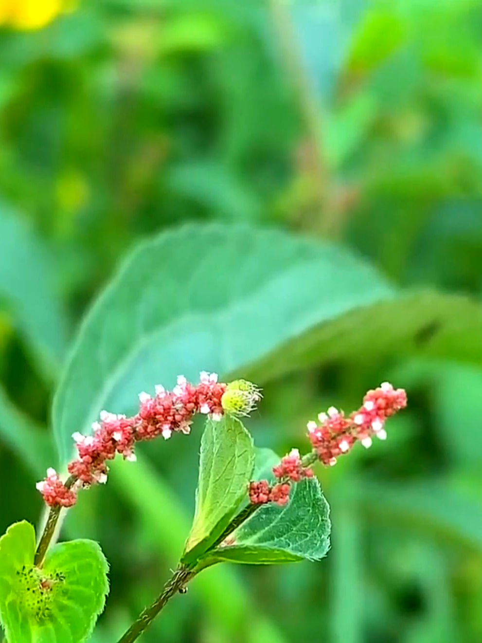 铁苋菜素有“长寿菜”的美誉,常吃能养好身体,看看你认识吗?