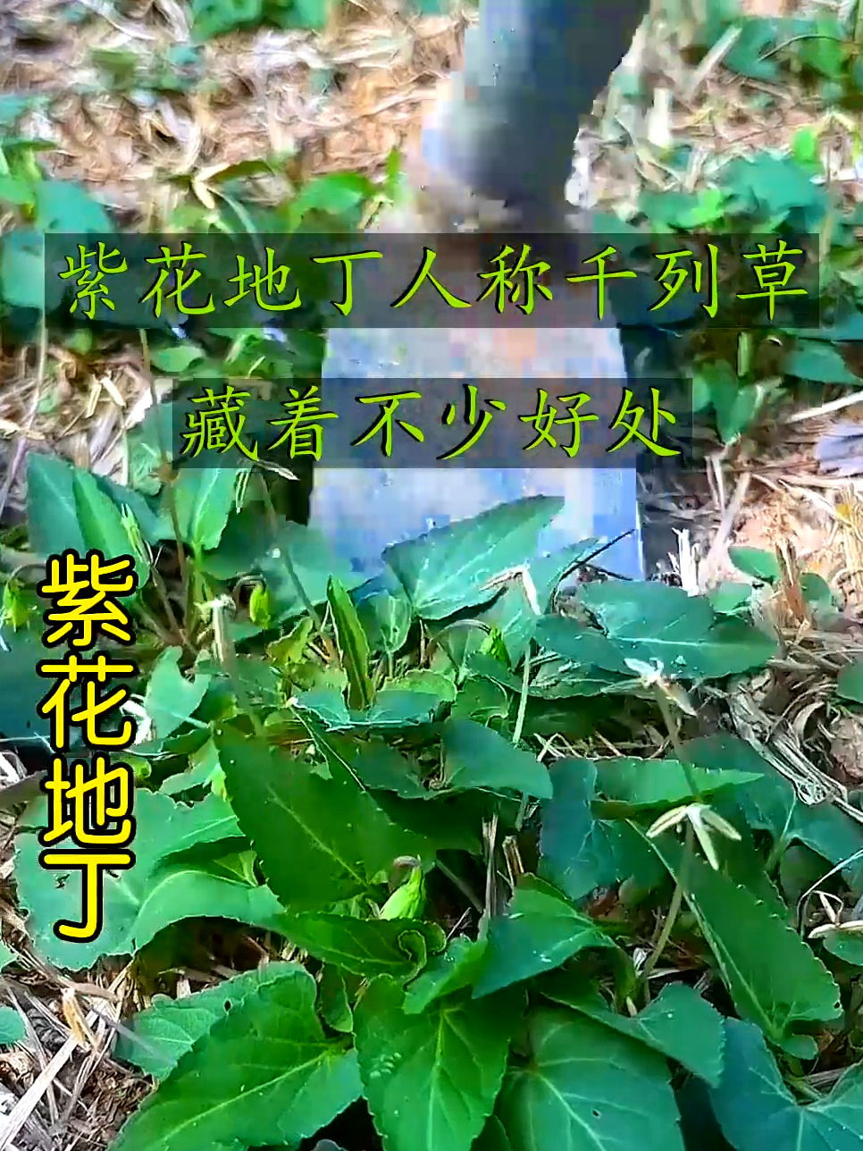 农村常见的紫花地丁,开紫色小花超好看,还能当菜吃