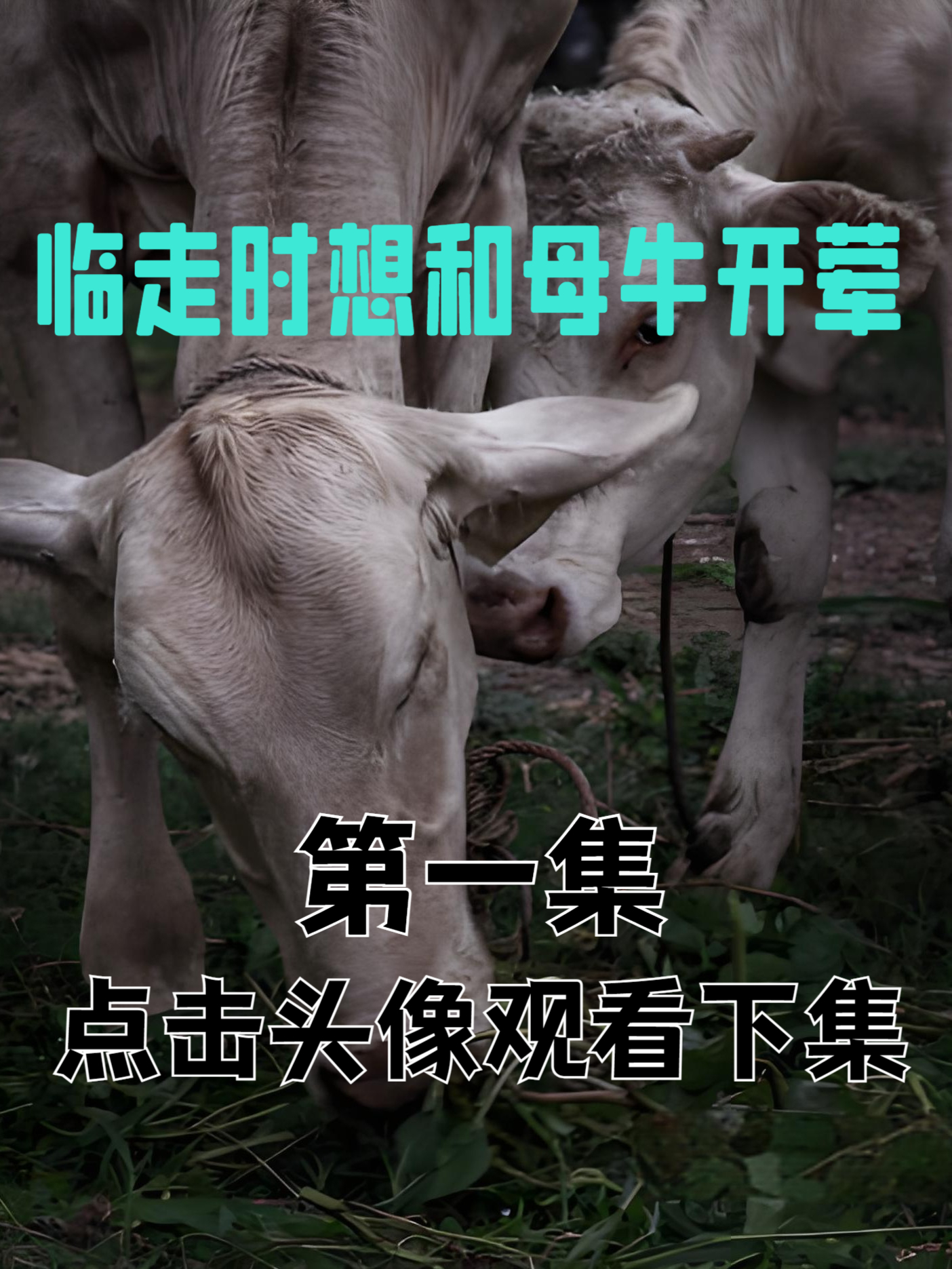 公牛准备去屠宰场,临走时想和母牛开荤,不料吃了瘪.1