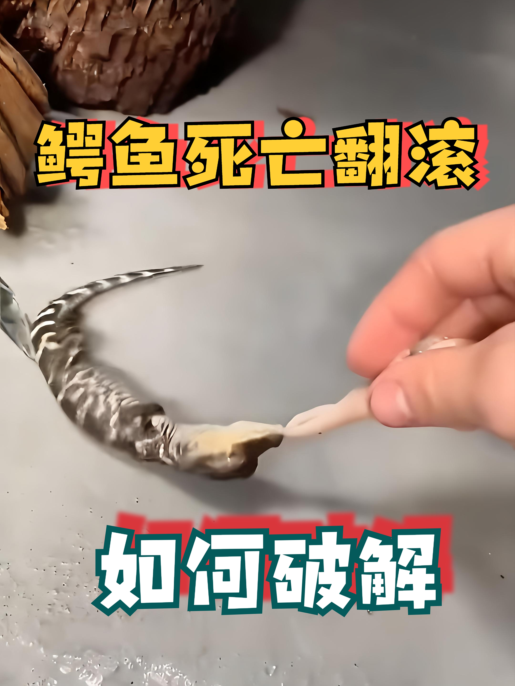 如果被鳄鱼咬住千万别挣扎！这个“死亡翻滚”动作让无数人中招！