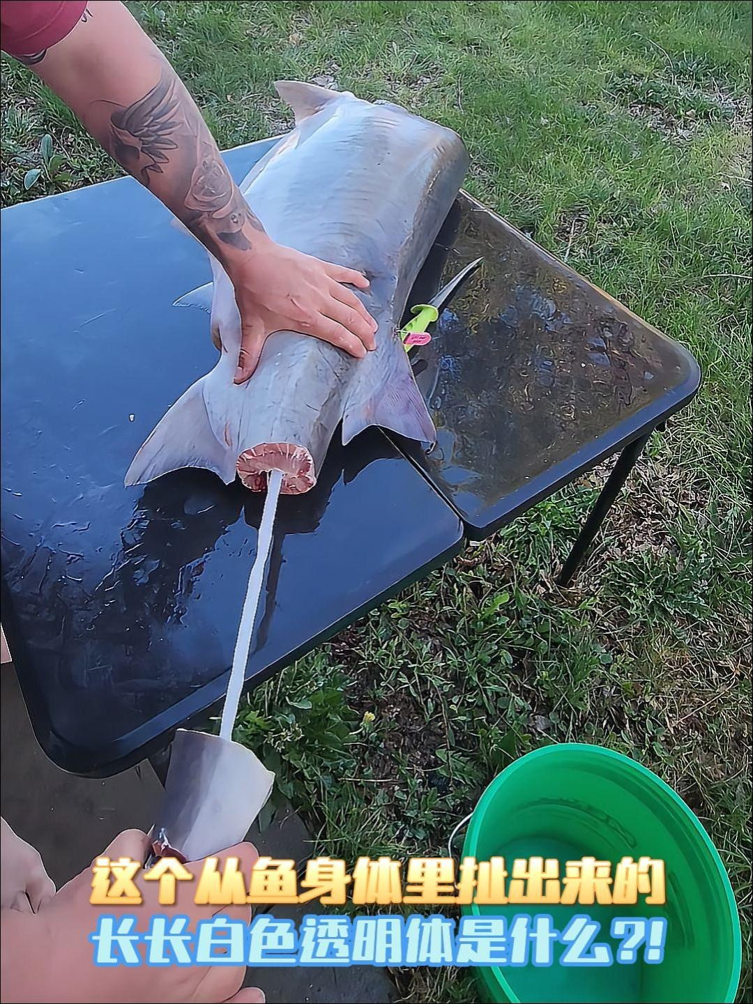 这个从鱼身体里扯出来的长长白色透明体是什么?!