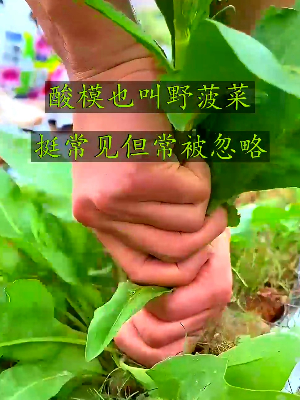 酸模也叫野菠菜，富含营养助消化，常吃身体更舒爽