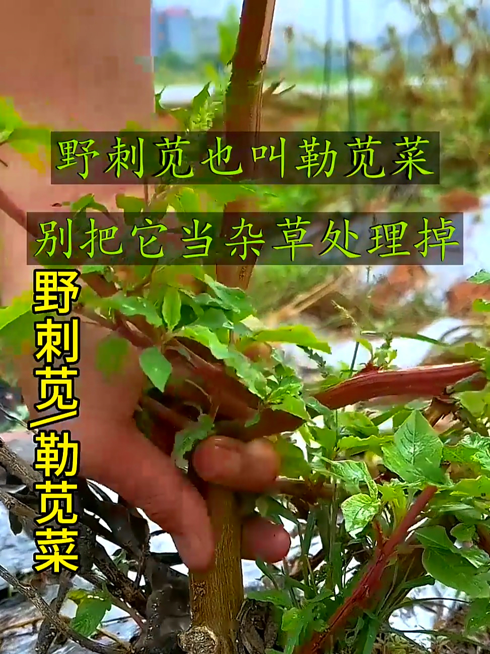 野刺苋也叫勒苋菜，清火又补维C，你的家乡还有这种植物吗？