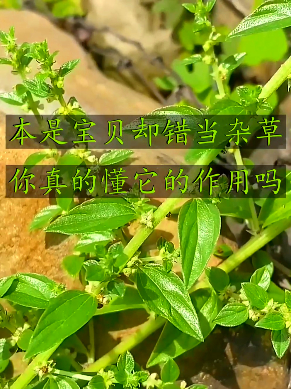 雾水葛人称“拔脓膏”，消肿排脓有一套，身体不适帮大忙