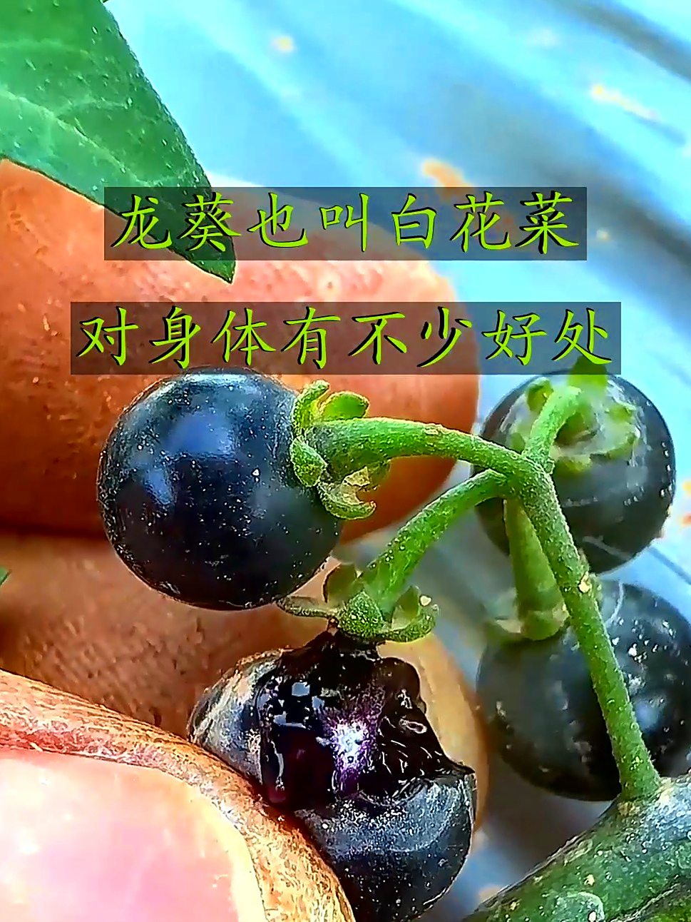 龙葵我们这里也叫白花菜，清火护眼又助消化，自然的好帮手