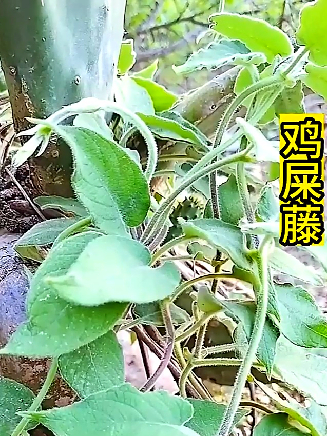 鸡屎藤又叫女青,能吃又养身,这么好的植物你尝过没?