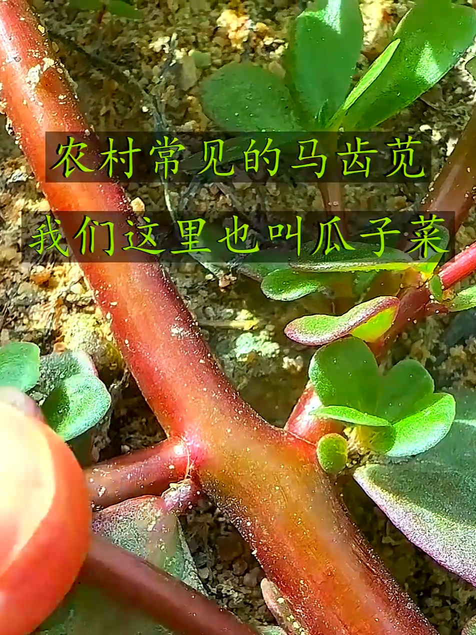 农村常见的马齿苋也叫瓜子菜,清热又养胃,你家乡有这宝贝吗?