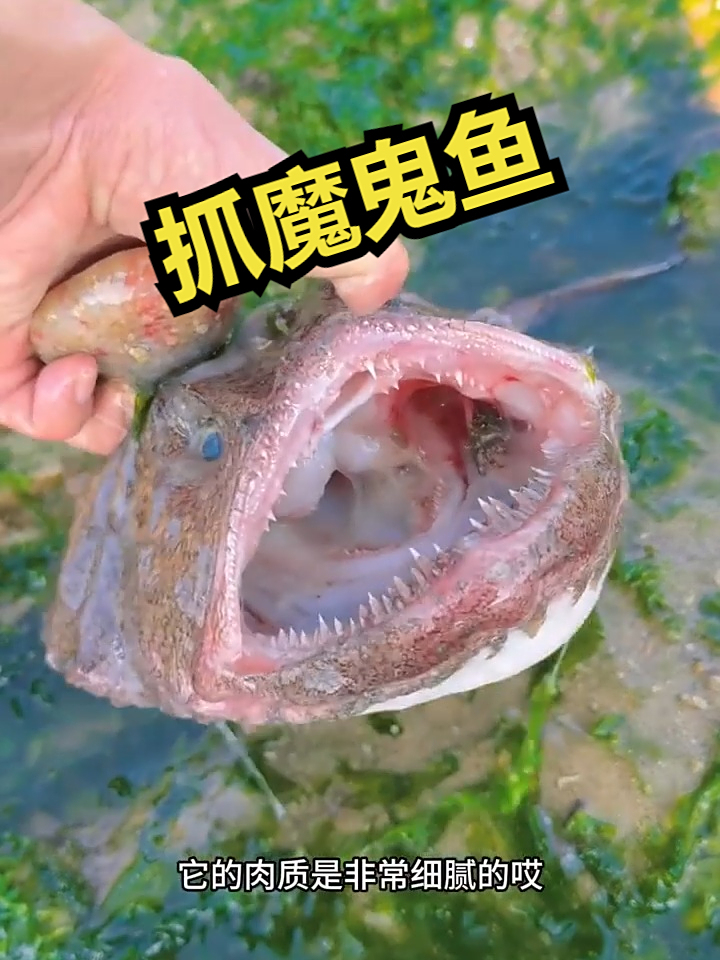 赶海觅食,抓魔鬼鱼