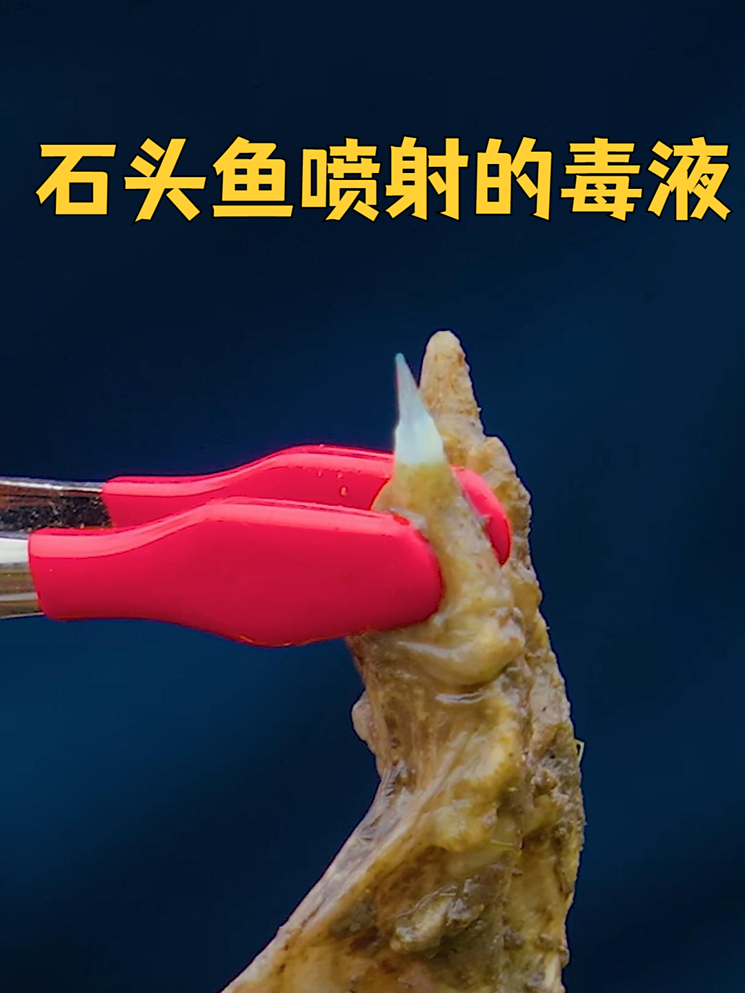 石头鱼喷射的毒液有多可怕？夏季在海滩游玩，一定不可大意！