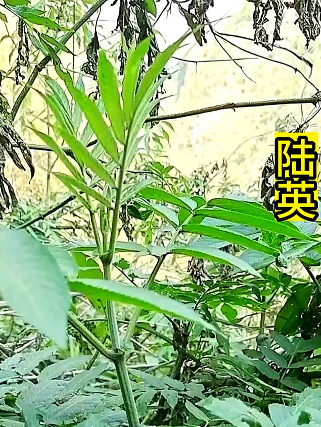 陆英这灌木状草本超常见,好处多多,快看看你家乡有没有