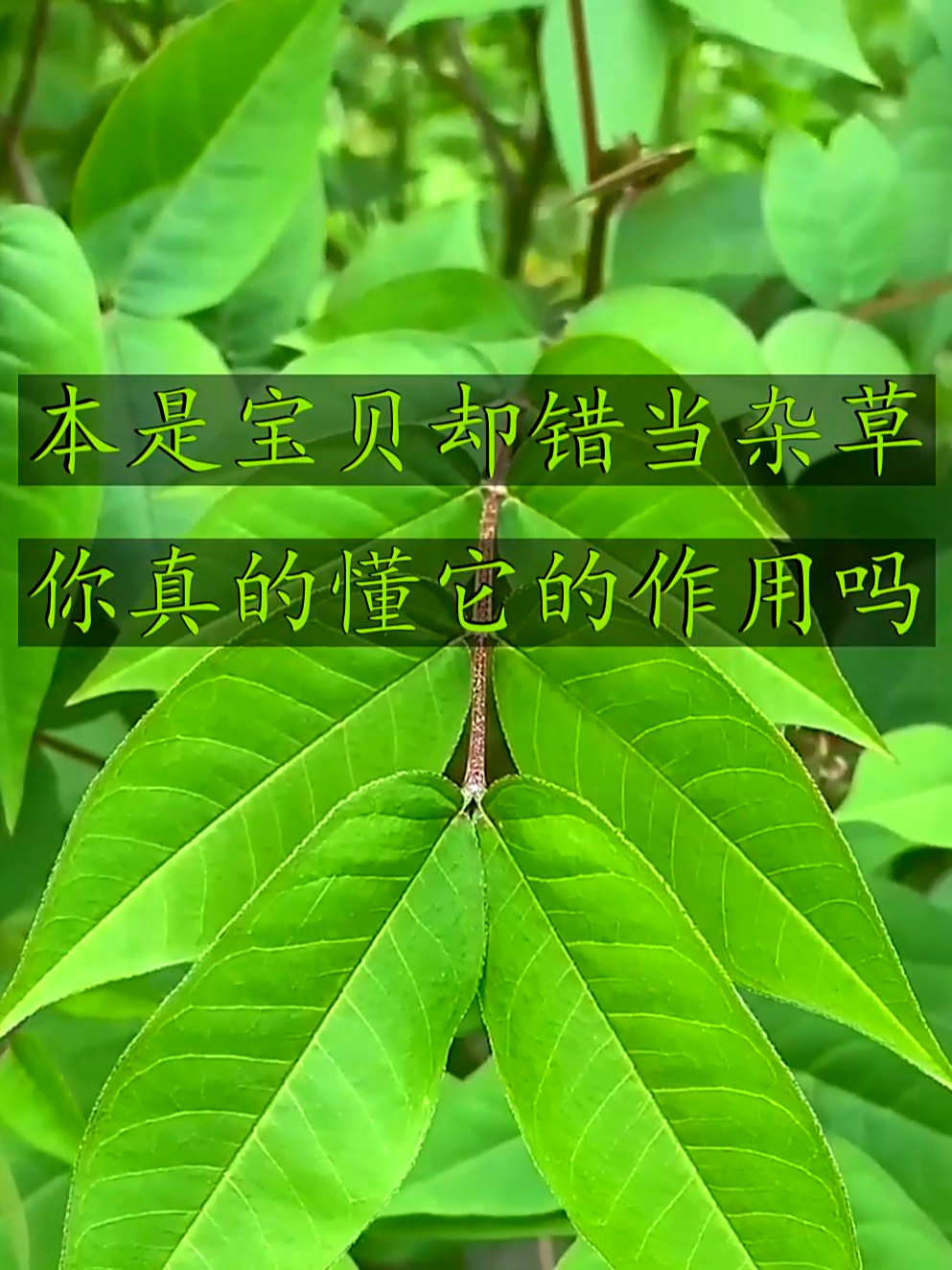 望江南也叫羊角菜，清肠胃还能助排便，好处可不少！