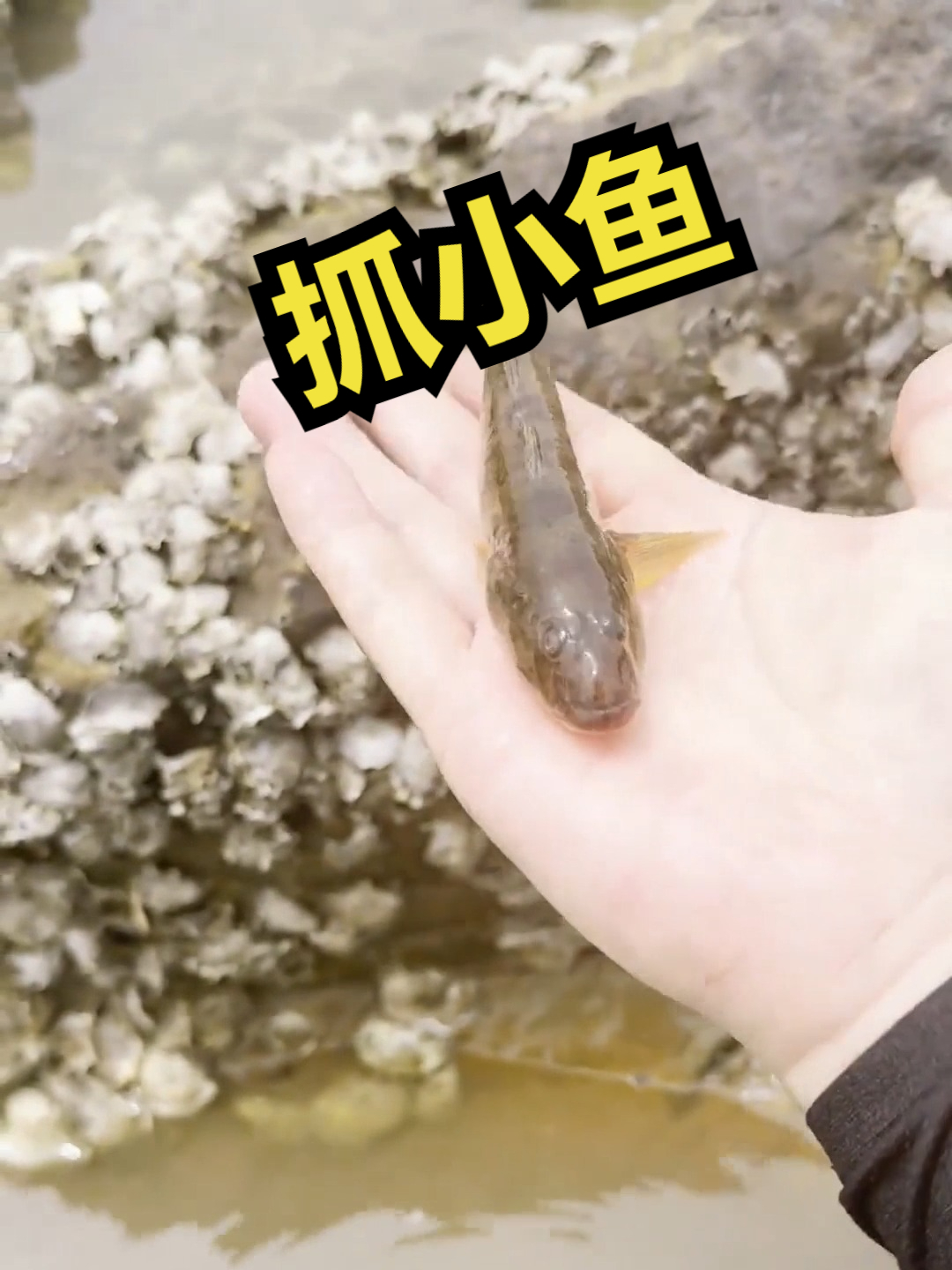 赶海觅食,抓小鱼