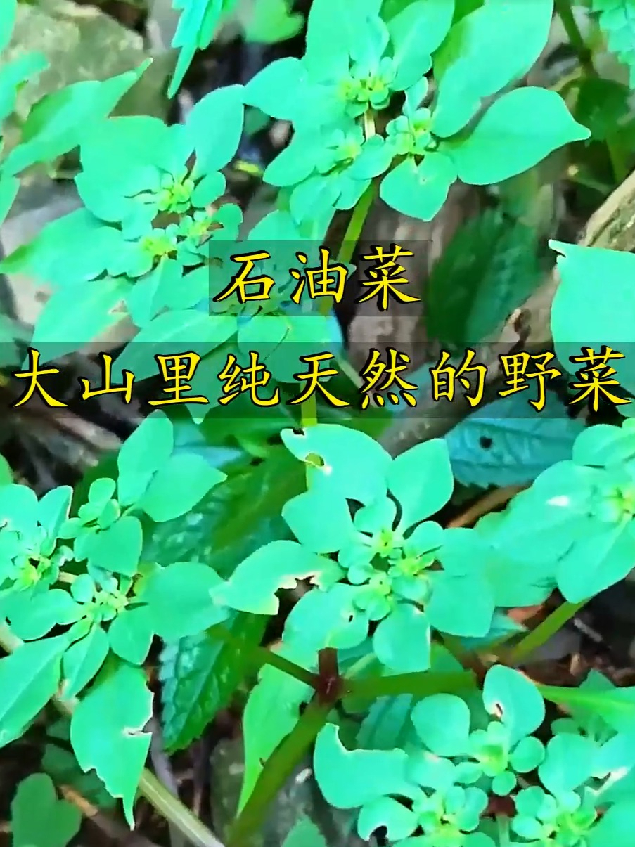 大山里的纯天然野菜石油菜，鲜嫩可口营养满满，你吃过吗？